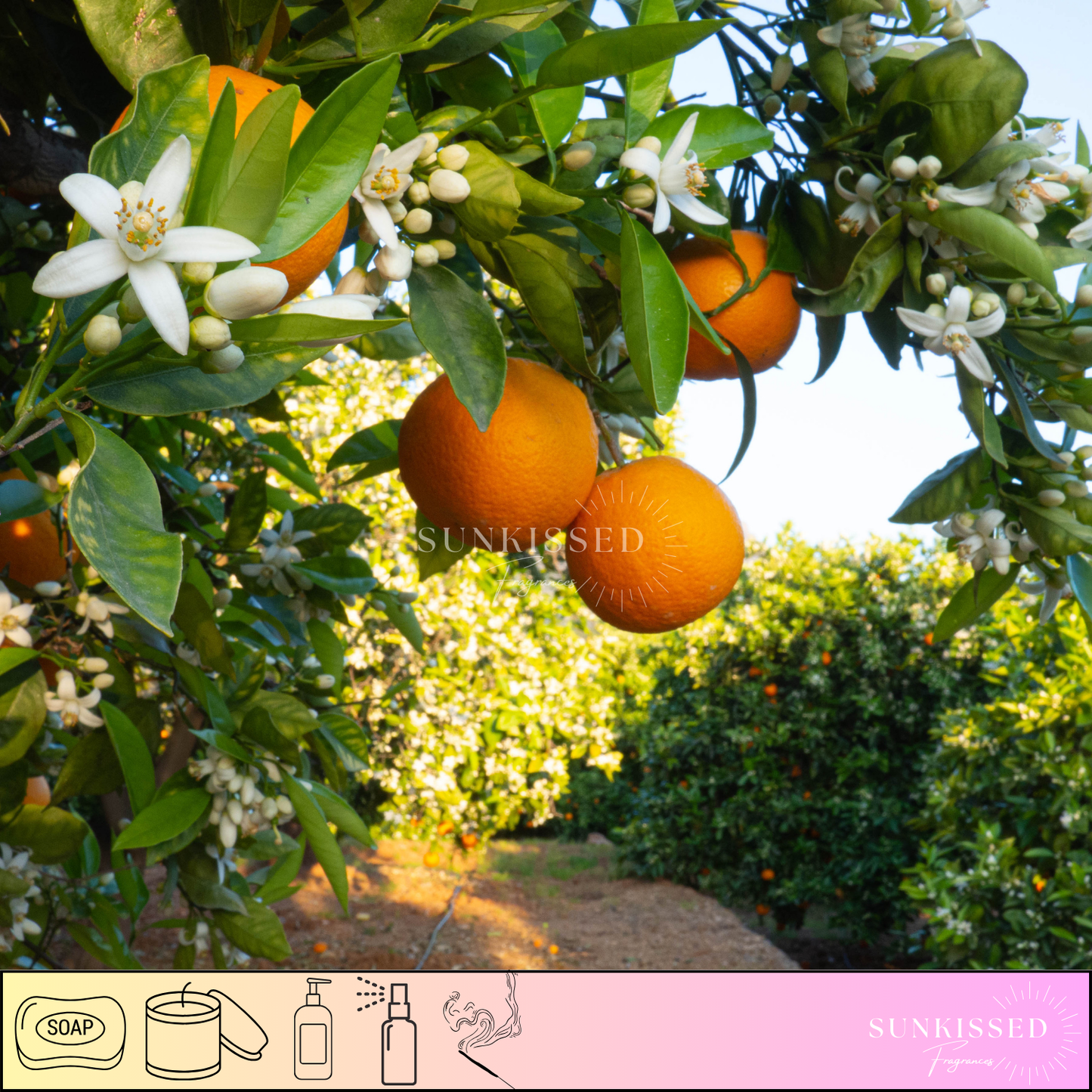 ORANGE BLOSSOMS -Fragrance Oil