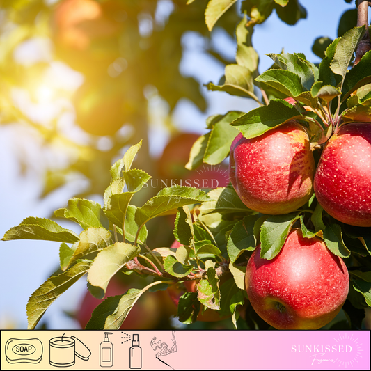 MACINTOSH APPLE -Fragrance Oil